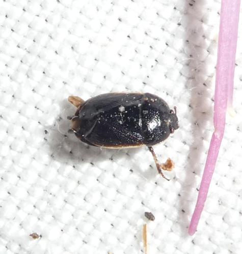 Adomerus maculipes